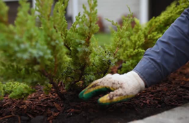 Mulching