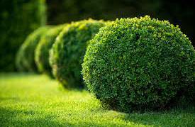 Shrub & Garden Care